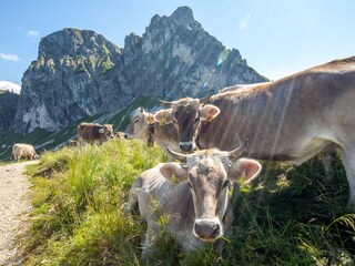 Wunderschöne Almwanderwege mit Allgäuer Braunvieh