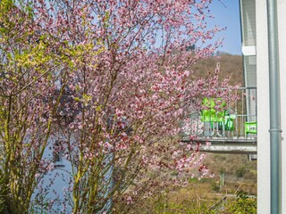 Frühlingswachen.... aber aus rosa wird grün werden