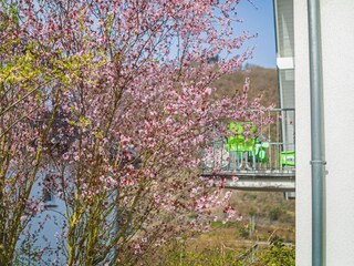 Frühlingswachen.... aber aus rosa wird grün werden