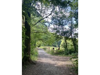 Wanderweg an der Kneshecke