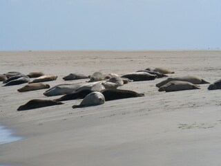 Casa per le vacanze Borkum Ambiente 18