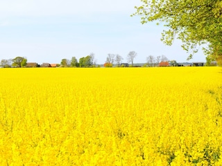 Weiter Blick vom Binnenland auf das Haus (Bildmitte)