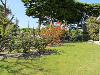 Flowers in the garden in May