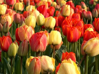 Appartamento per vacanze Noordwijk Ambiente 27