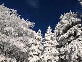 Schwarzwald in weiß