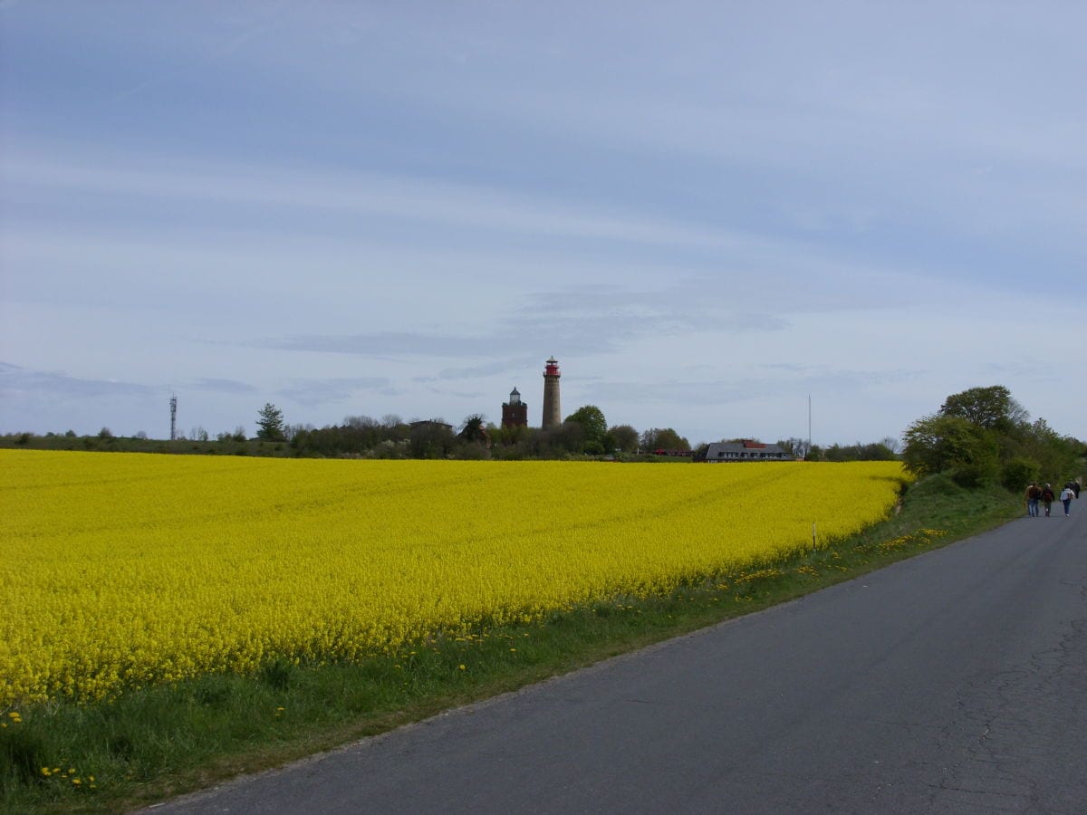 Rapsfeld am Kap Arkona