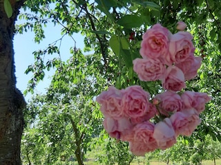 viele Rosen