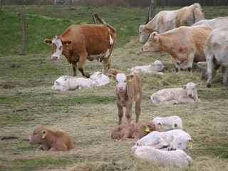 Kühe auf der benachbarten Weide