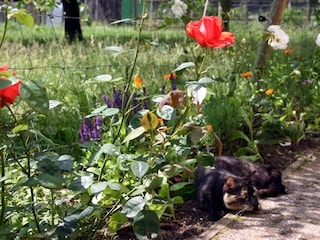 Blumen mit Katze Minouche