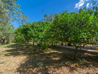 Tenuta Felanitx Registrazione all'aperto 21