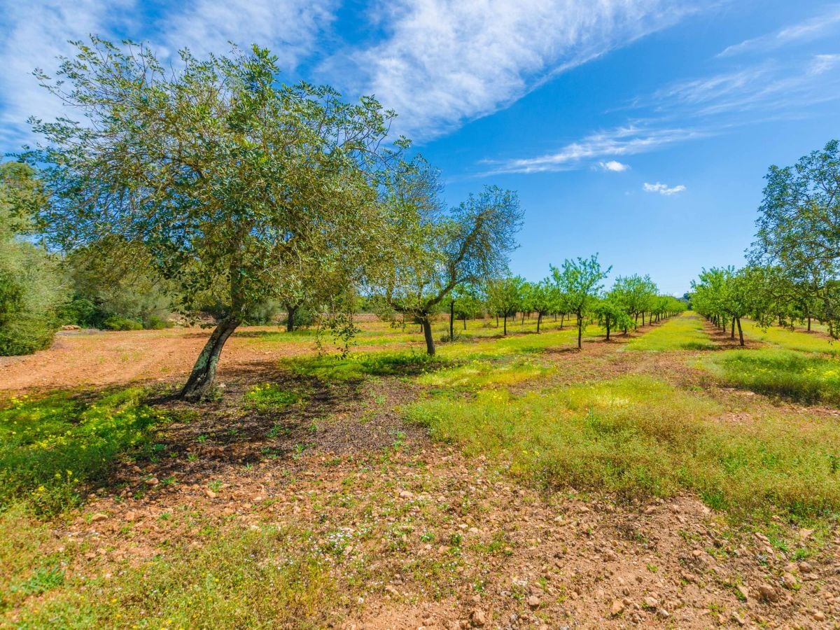 Finca Llucmajor Außenaufnahme 32