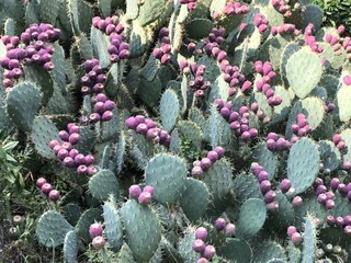 Holiday apartment Valsolda Outdoor Recording 20