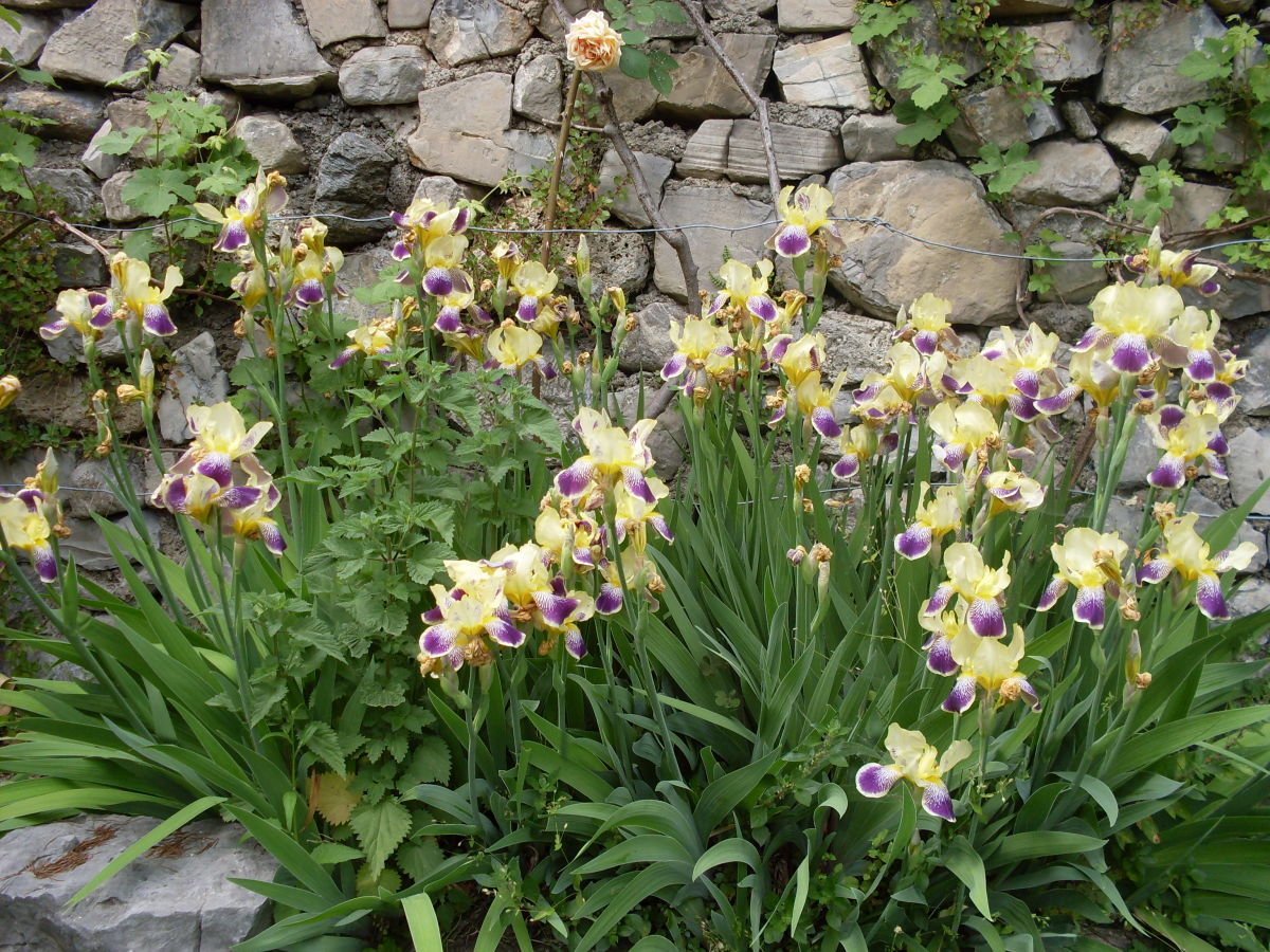 Der duftende Garten