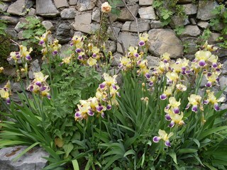 Holiday apartment Valsolda Outdoor Recording 22