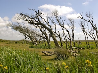 Vakantiehuis De Koog  17