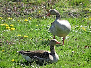 Gäste am Teich