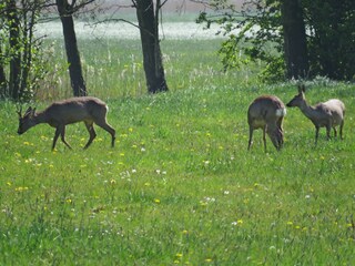 Gäste auf der Weide