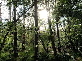 Wald im Nationalpark
