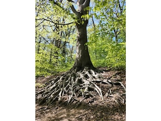 Wanderweg am Buschteich Dollern