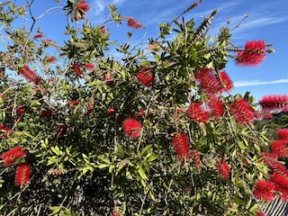 Flaschenputzerbaum im Garten