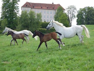 Gestüt Piber