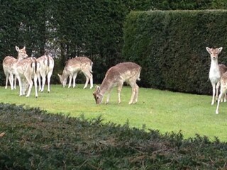 Appartamento per vacanze Oostkapelle Ambiente 19