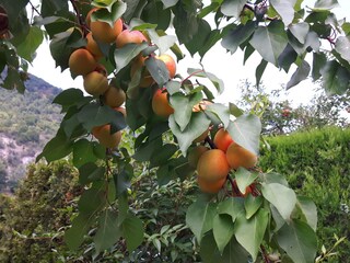 Appartamento per vacanze Rossatz-Arnsdorf Registrazione all'aperto 11