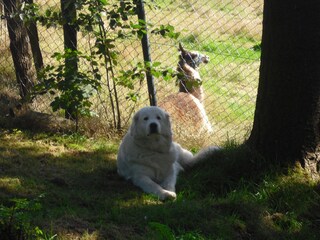 The Maremmano guards the llamas :)