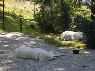 Pure relaxation, for your four-legged friend, as well