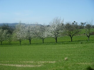 Streuobstwiesenlandschaft