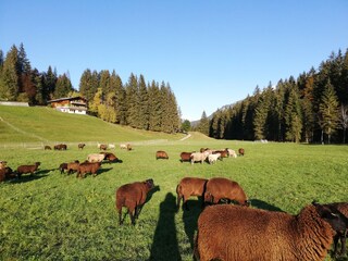 Vakantieappartement Hirschegg im Kleinwalsertal Buitenaudio-opname 5