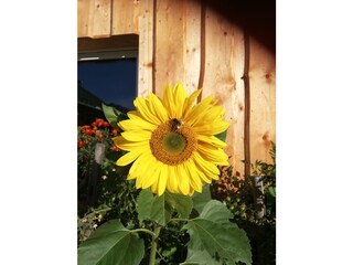 Appartamento per vacanze Hirschegg im Kleinwalsertal Registrazione all'aperto 8