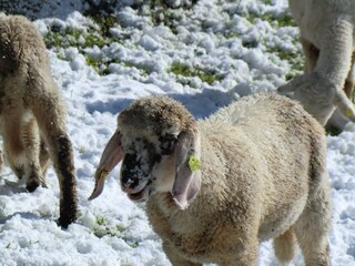 Appartamento per vacanze Hirschegg im Kleinwalsertal Ambiente 29