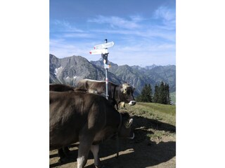 Appartamento per vacanze Hirschegg im Kleinwalsertal Ambiente 19