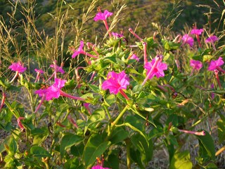Casa per le vacanze Torre dei Corsari Ambiente 15