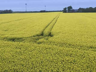 Rabsfeld auf Nordstrand