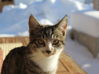 Unsere Katze Elvis