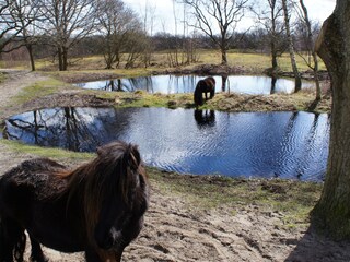 Casa per le vacanze Kamperland Ambiente 28