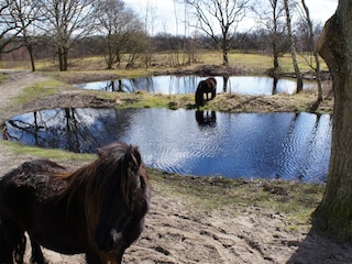 Vakantiehuis Kamperland Omgeving 28