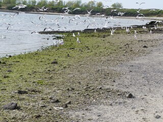 Casa per le vacanze Kamperland Ambiente 33