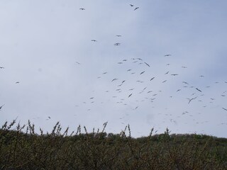 Vakantiehuis Kamperland Omgeving 32