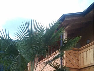 Even palm trees grow well here...