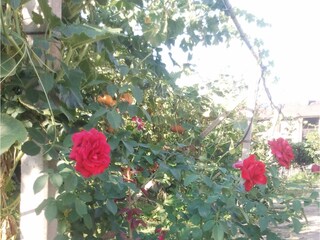 Roses like in Cornwall...