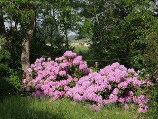Unsere Rhododendron-Hecke am Haus