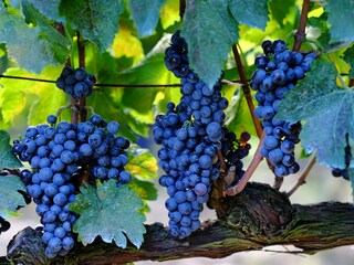 Vakantiehuis Ville di Corsano Buitenaudio-opname 12