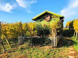 Weinberge in Erzingen