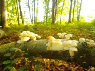 Wanderung zur Küssaburg