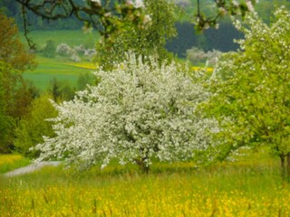 Frühling im Klettgau