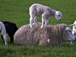 Casa per le vacanze De Koog Ambiente 25