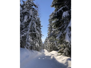 Schneeschuhwandern in der Umgebung